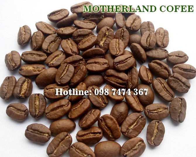 Cung cấp cà phê hạt - Motherland coffee - 1