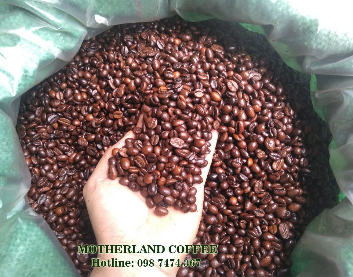 Cung cấp cà phê hạt - Motherland coffee